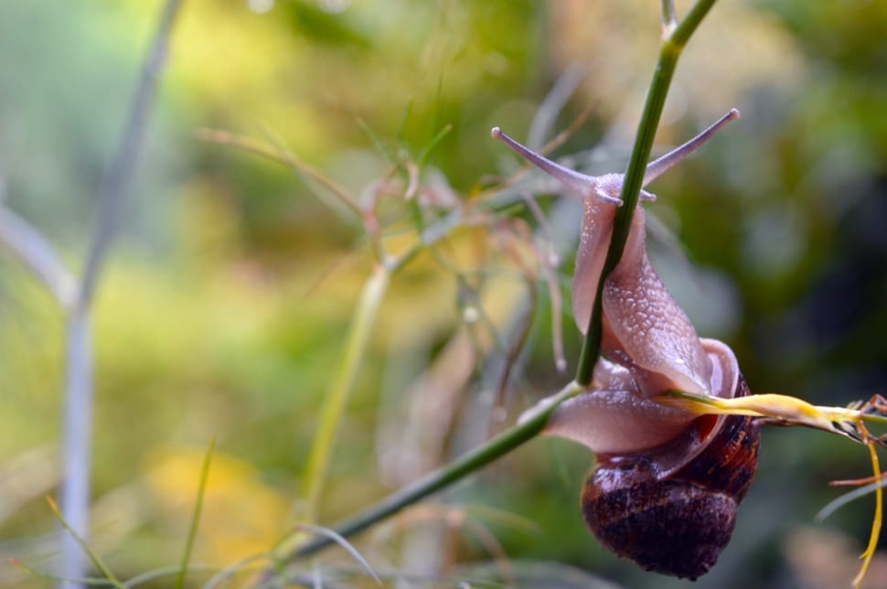 Snail, Slow, Garden, Shell, Nature, one animal, nature preview