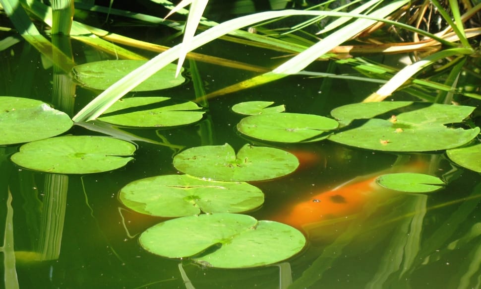 lily pad in body of water preview