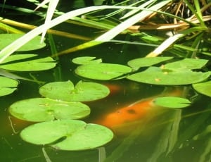 lily pad in body of water thumbnail