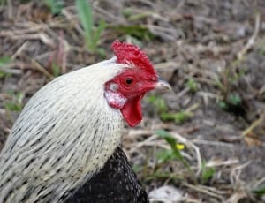 white and black rooster thumbnail