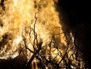 woods on fire thumbnail