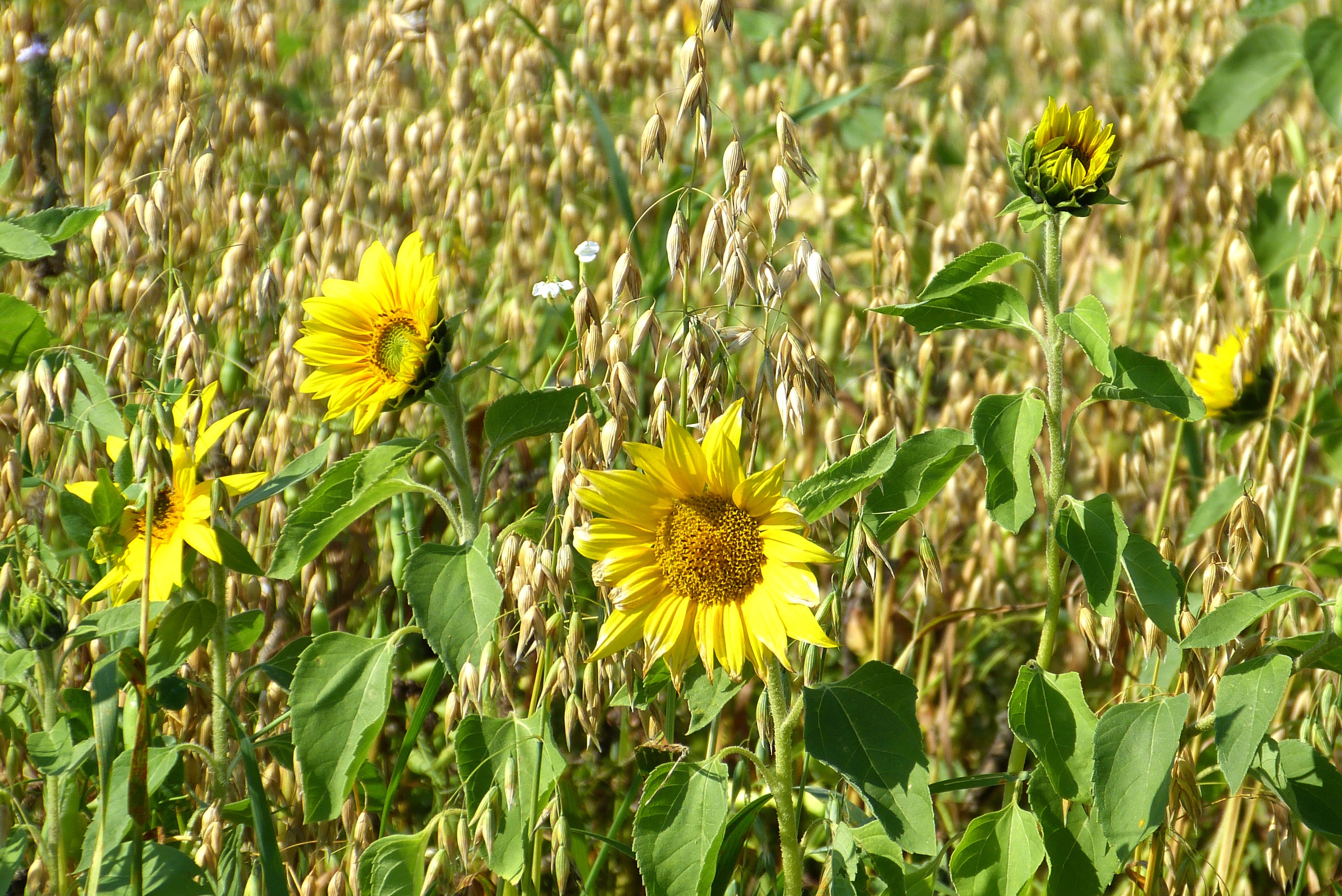 deep yellow sunflower