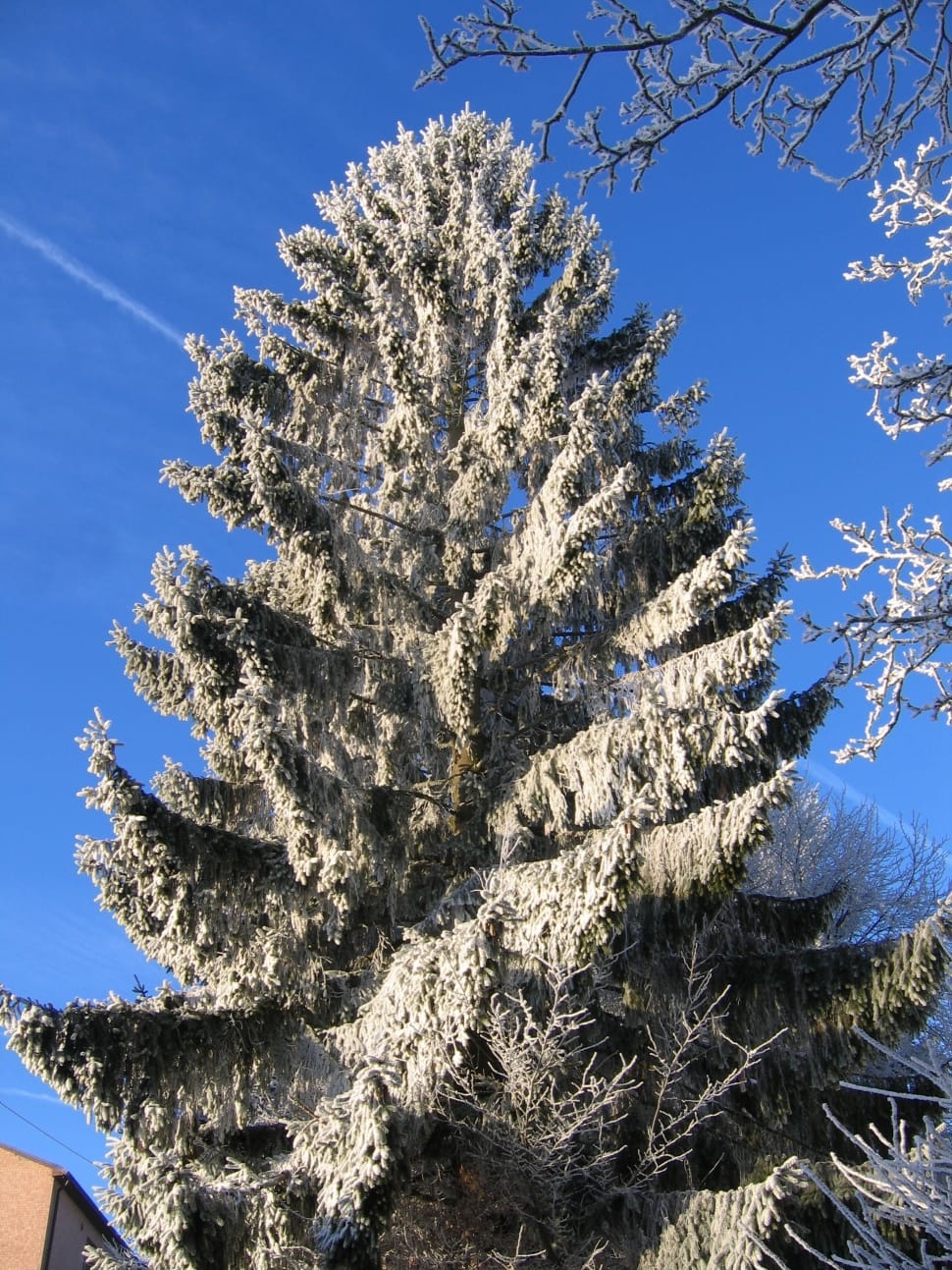 pine tree covered by snow preview