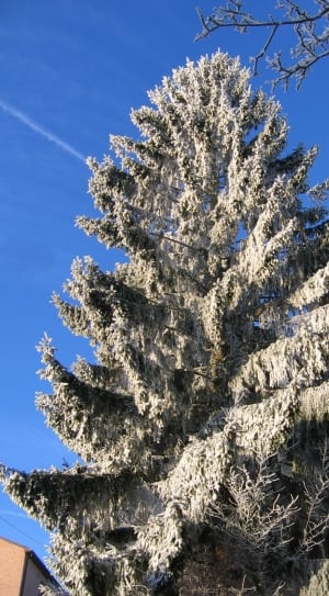 pine tree covered by snow thumbnail