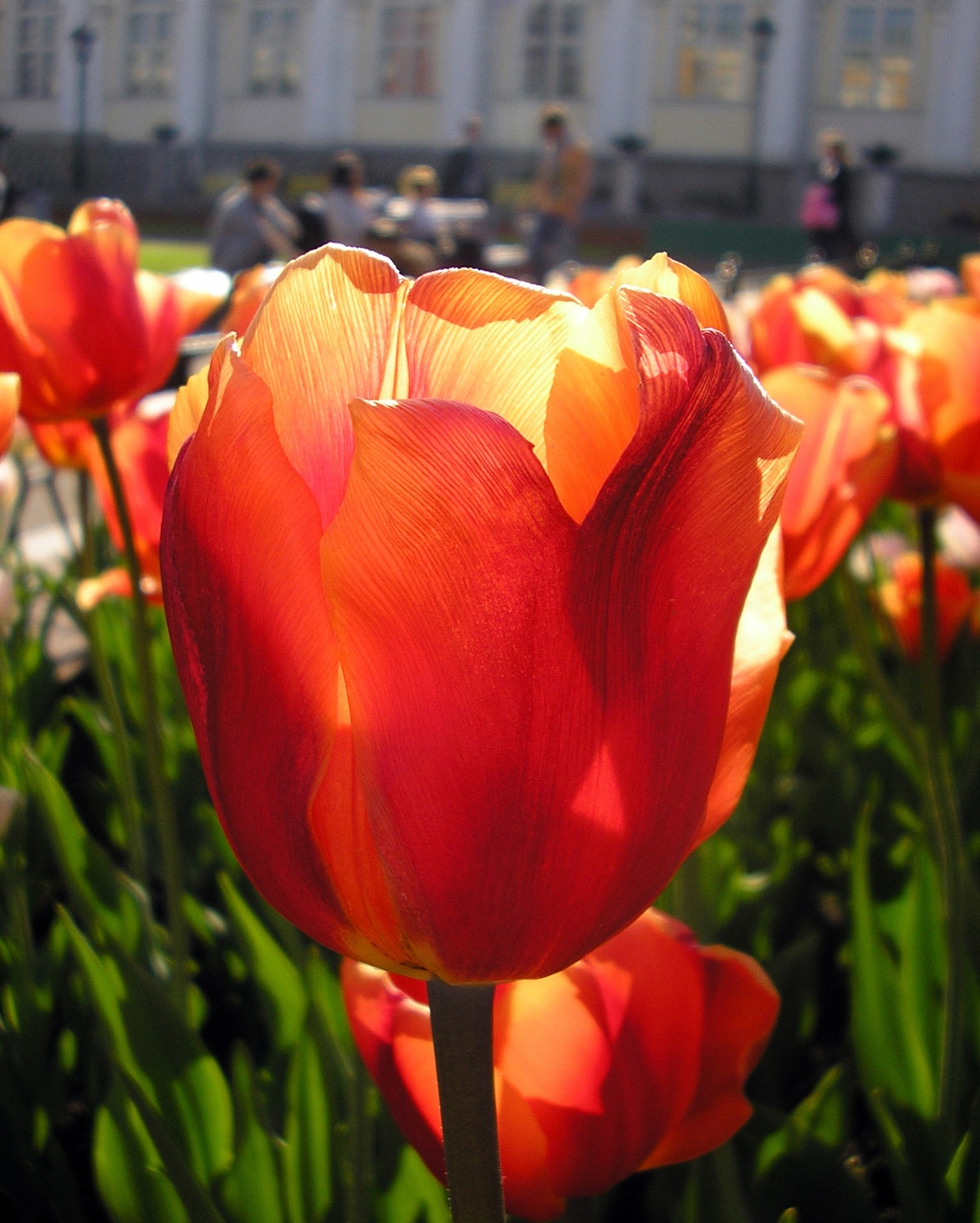 orange tulips