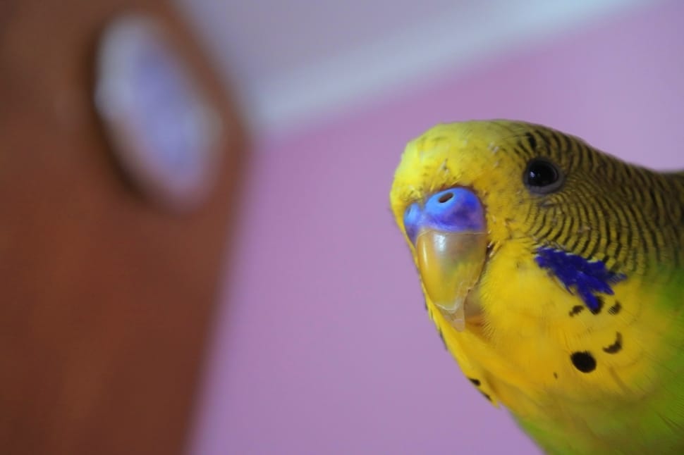 yellow budgerigar preview