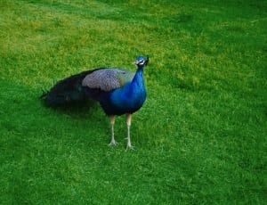 blue grey and black peacock thumbnail