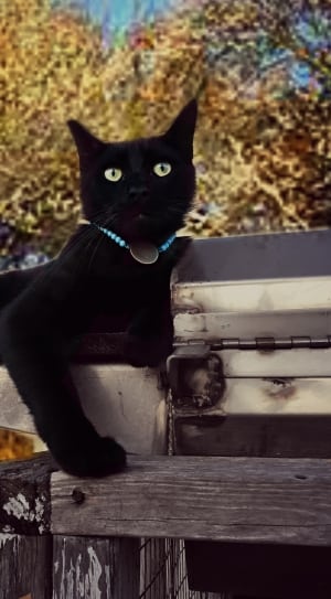 black coated cat thumbnail
