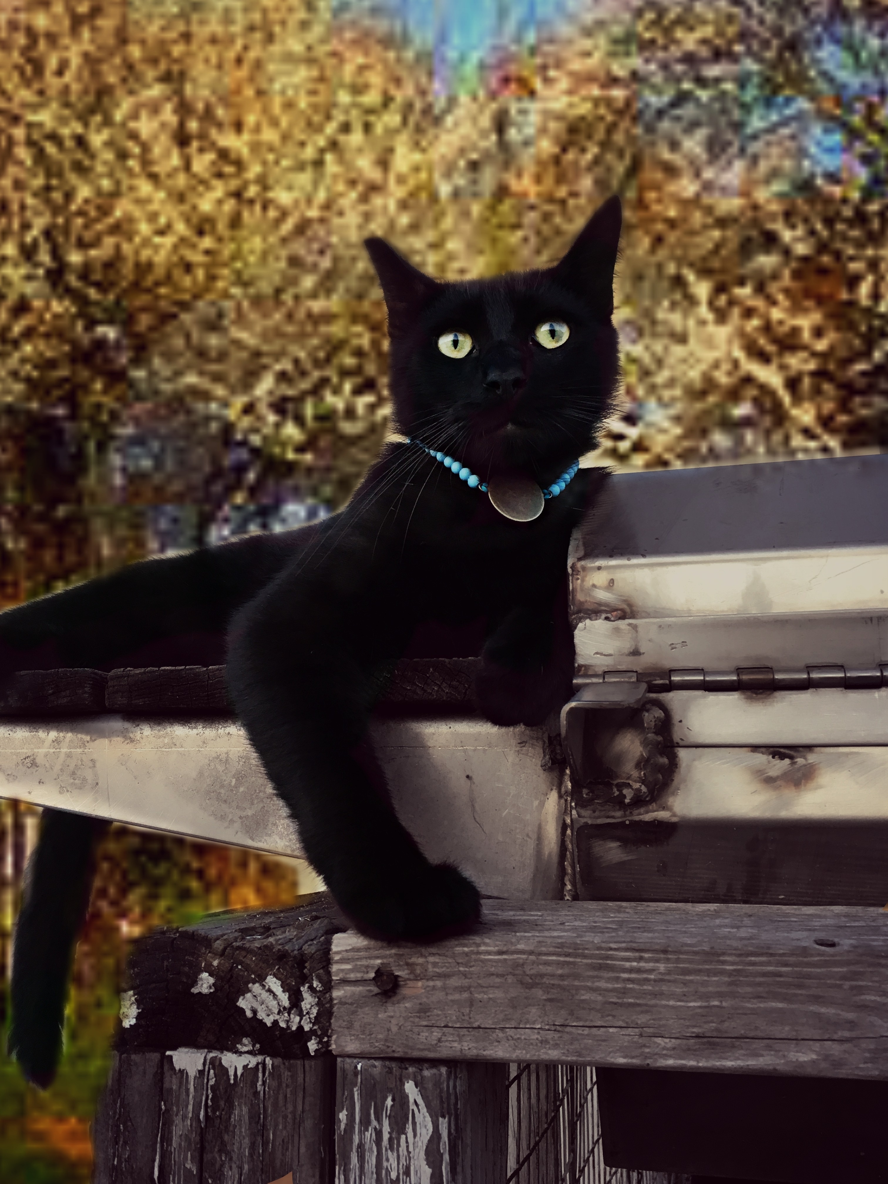 black coated cat