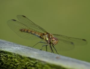 brown dragonfly thumbnail