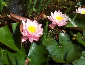 pink lotus thumbnail