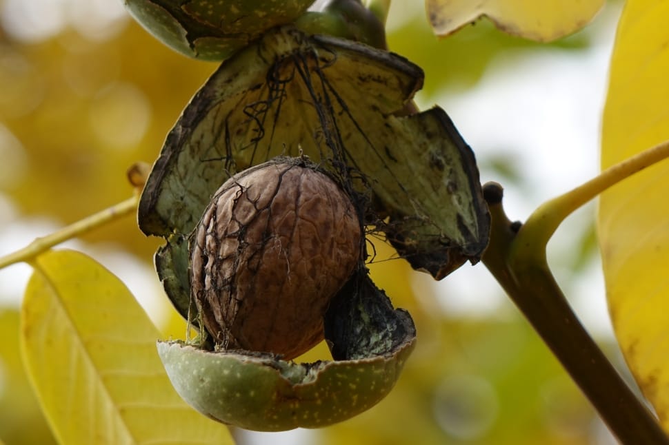Walnut, Autumn, Rozpuk, food and drink, fruit preview