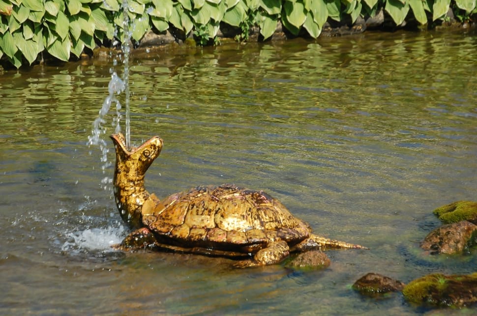 brown tortoise water fountain