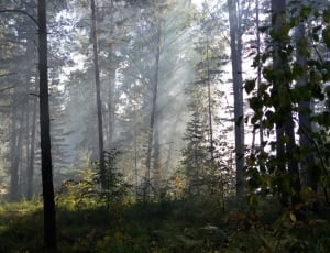 brown tall forest trees thumbnail