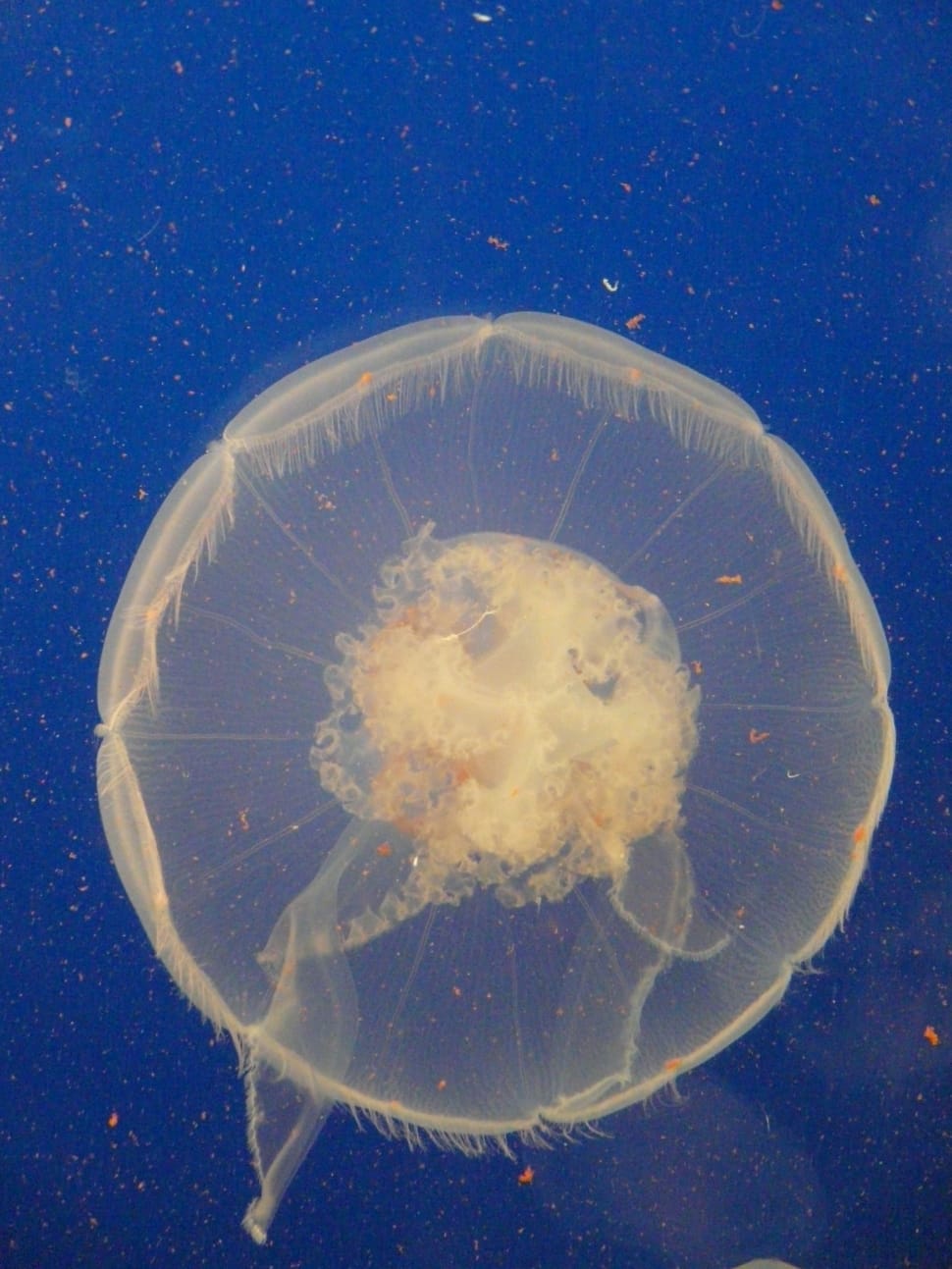 white jelly fish preview