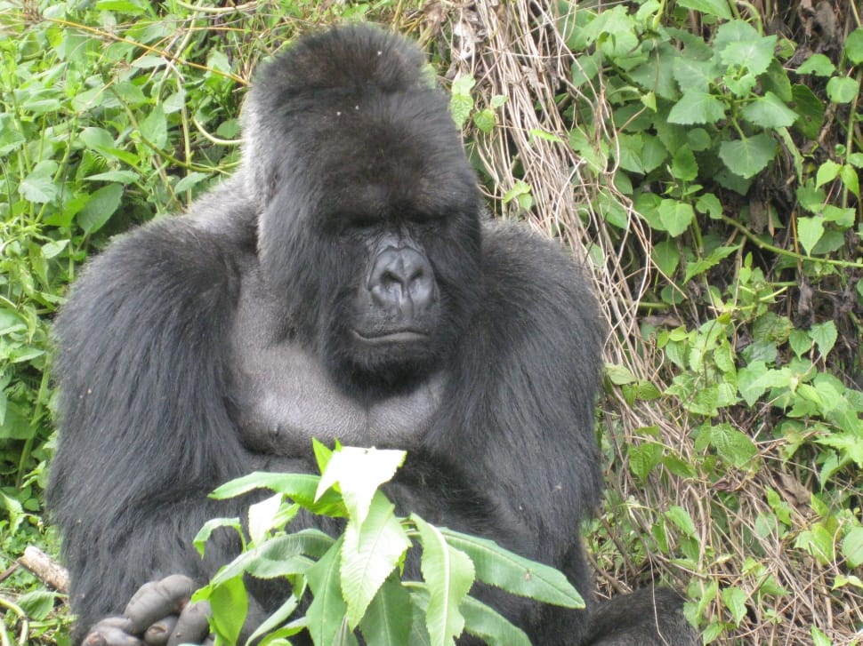 black gorilla preview