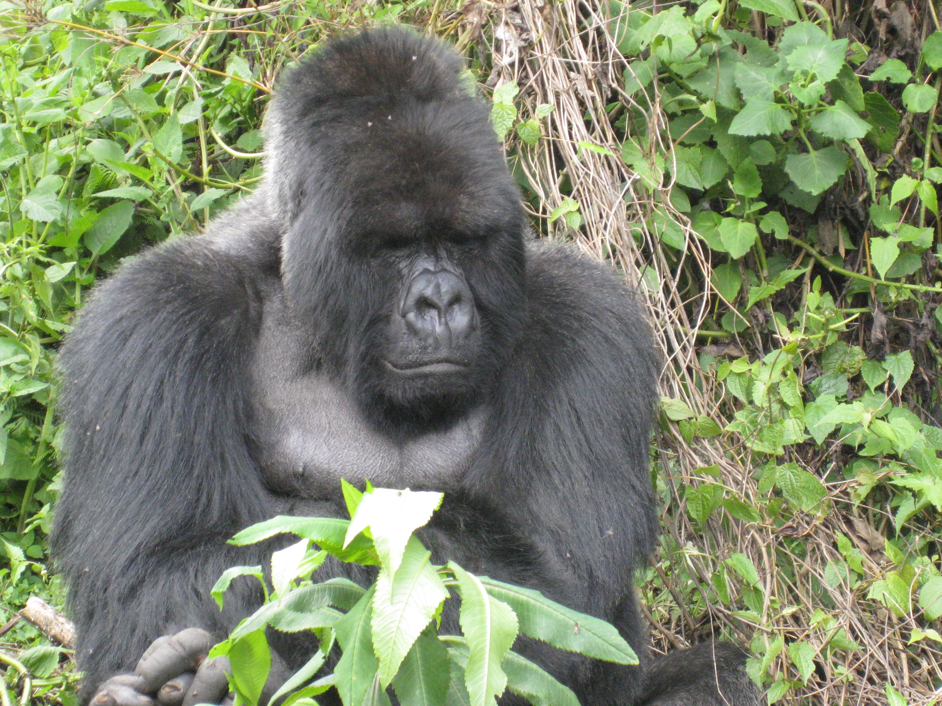 black gorilla