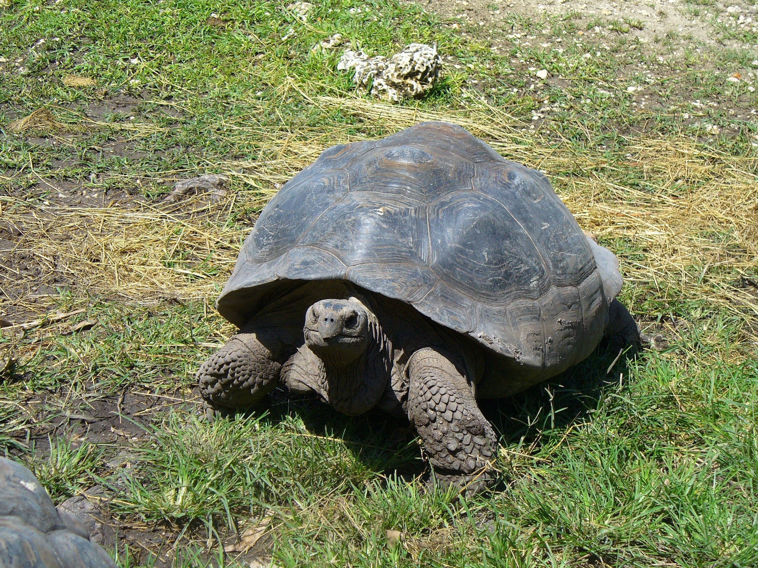 brown and black tortoise