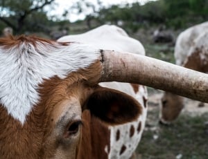 brown and white cow in focus photo thumbnail