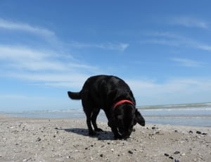 black labrador retriever on seashore thumbnail