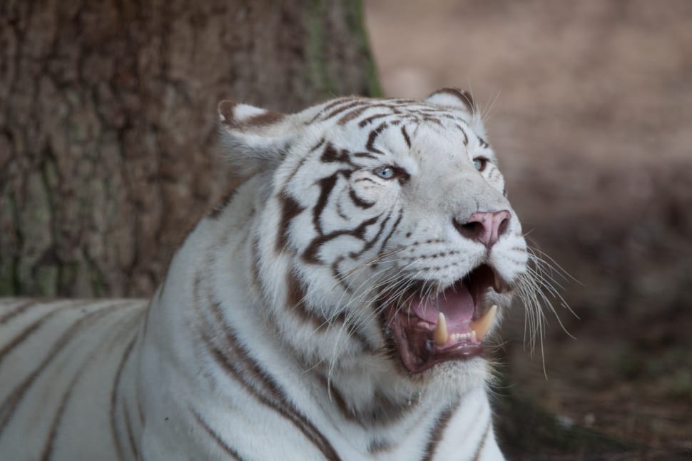 white tiger preview