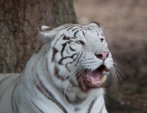 white tiger thumbnail
