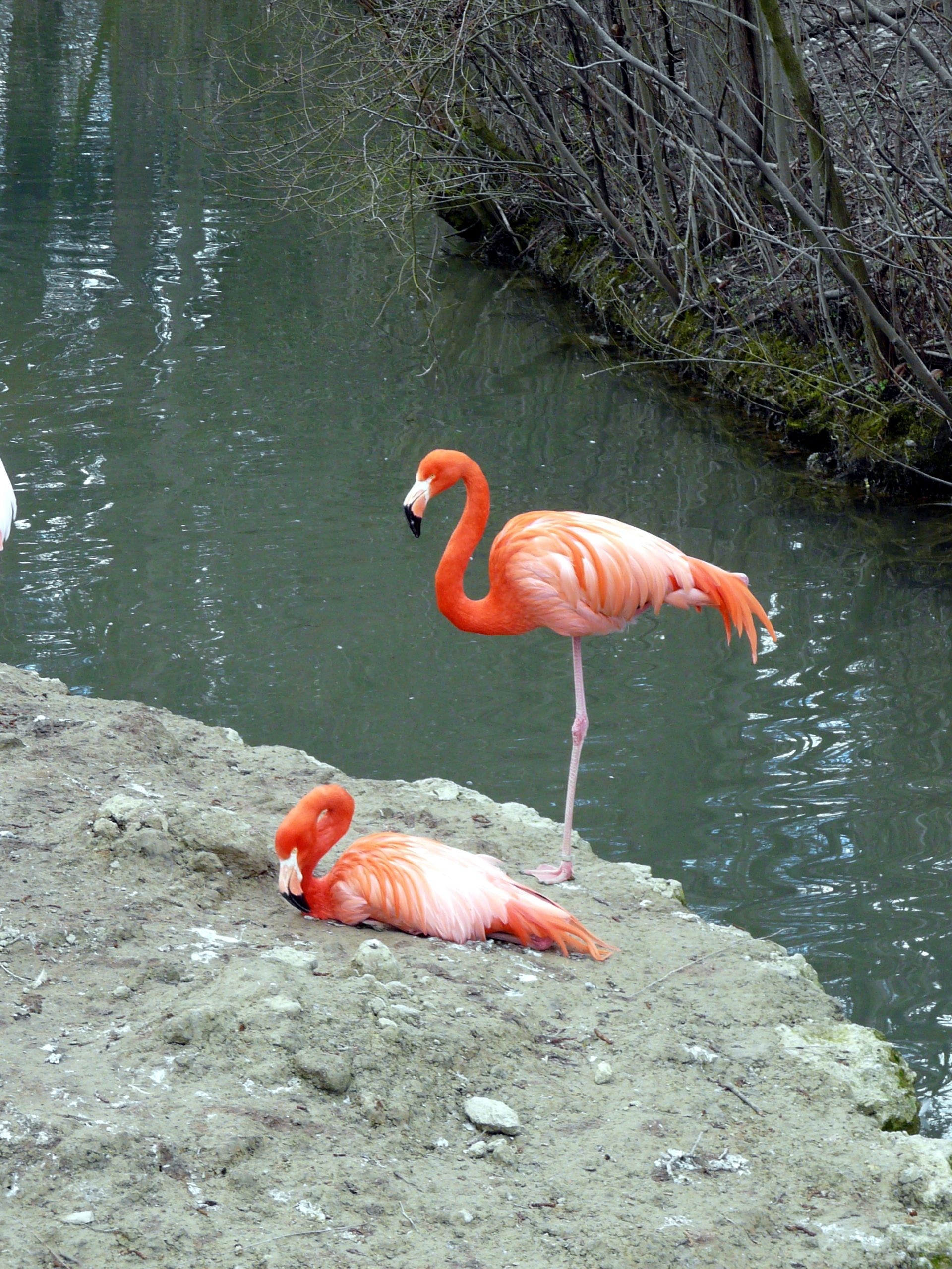 Flamingo, Bird, Animal, flamingo, bird