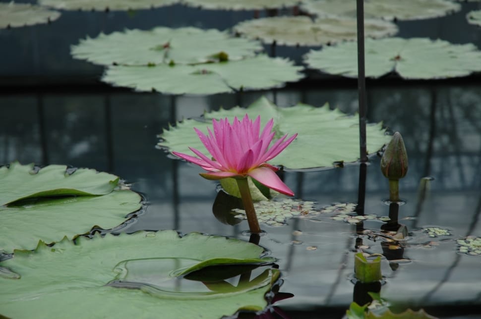 pink and green water lily preview