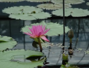 pink and green water lily thumbnail