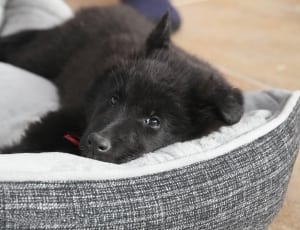 black short coated puppy thumbnail