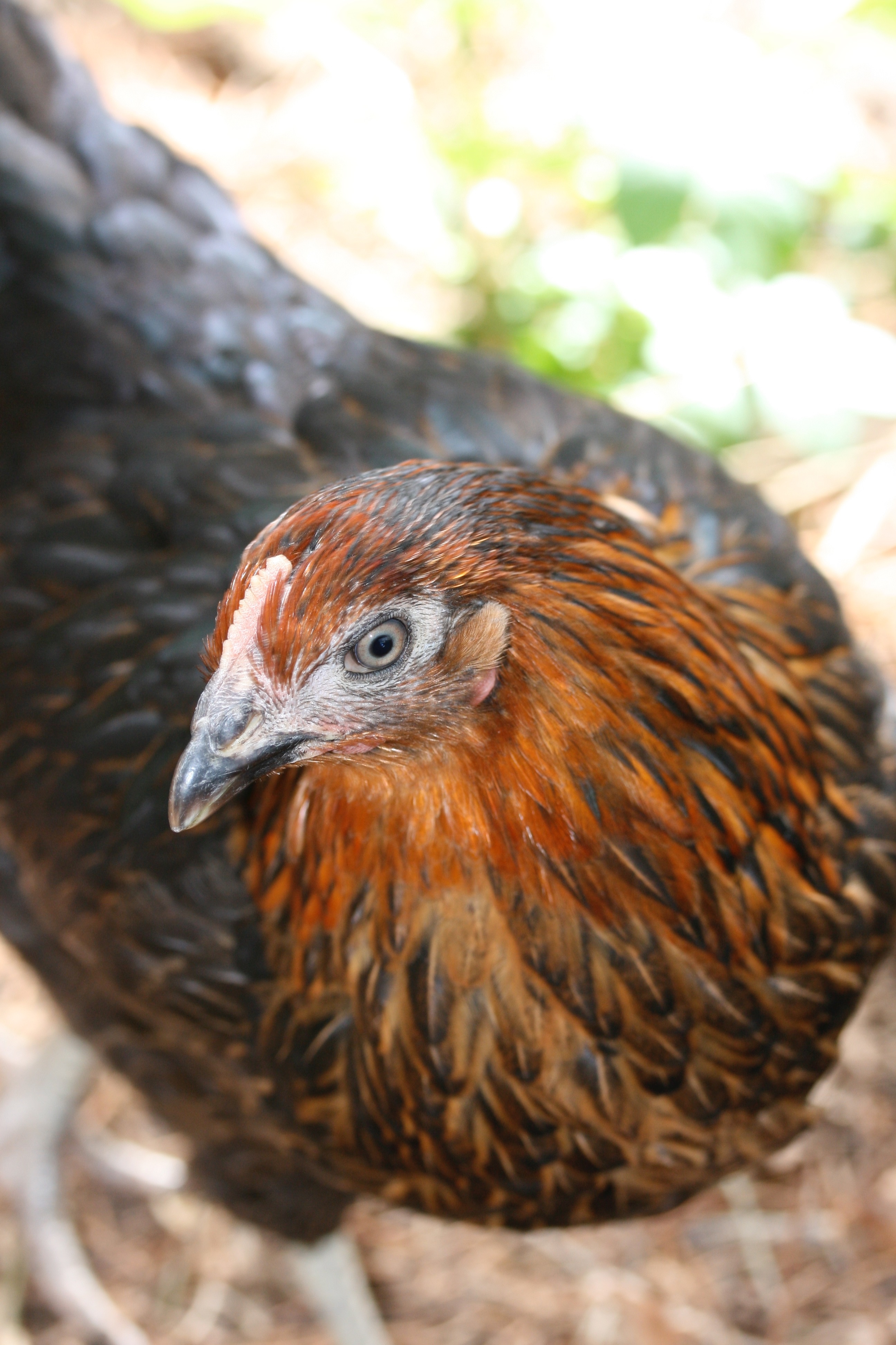 human's showing orange and black chicken