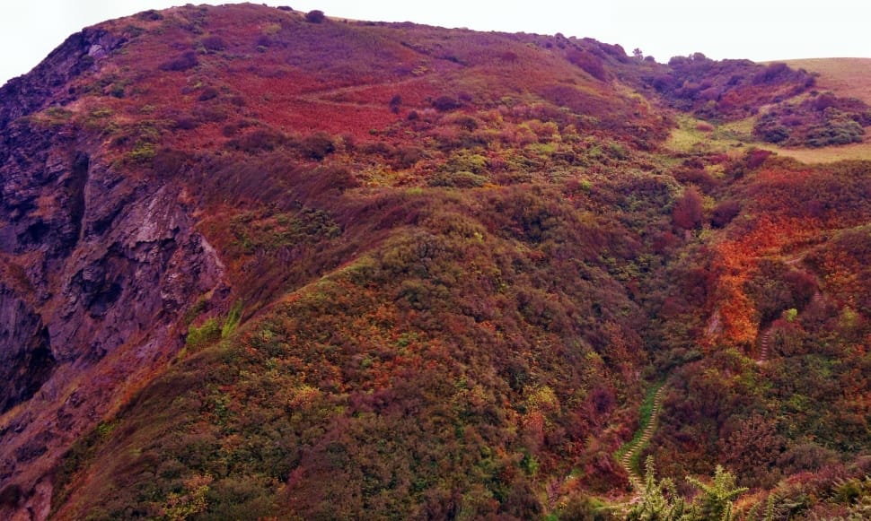 aerial view of trees covered mountain preview