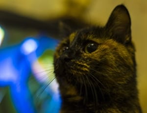 black short fur cat thumbnail