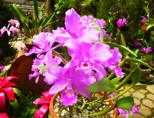 pink orchids thumbnail