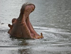 brown hippopotamus thumbnail