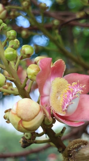 pink and yellow petaled flower thumbnail
