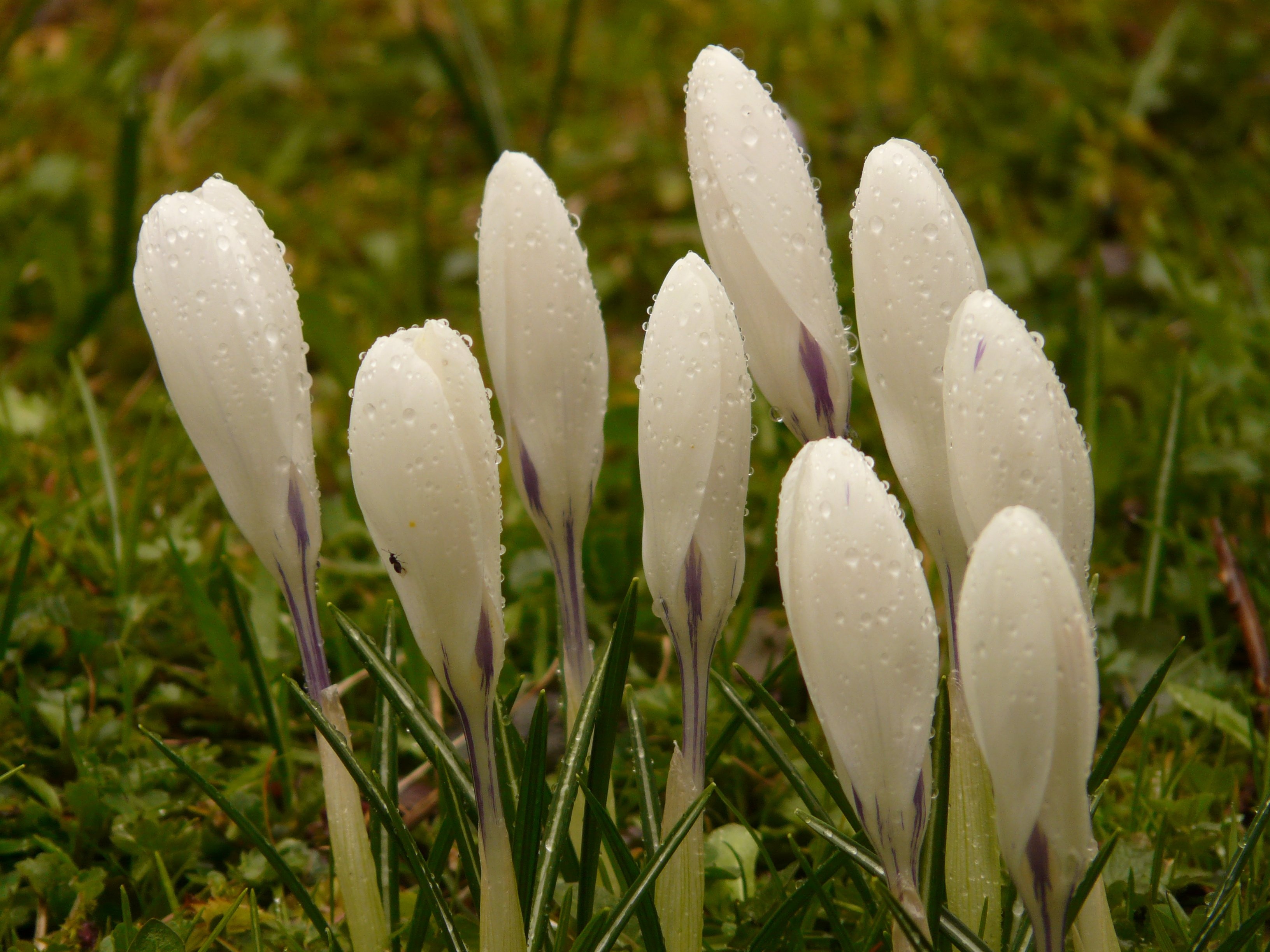 white flower buds lot