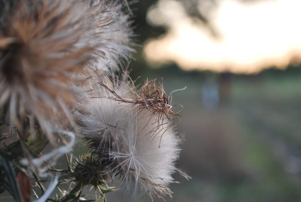 white thistle seed preview
