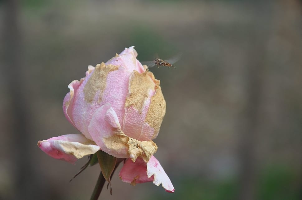 pink rose flower and bee preview