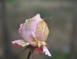 pink rose flower and bee thumbnail