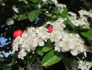 white flowers with green leaves thumbnail