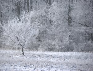 snow covered tree thumbnail