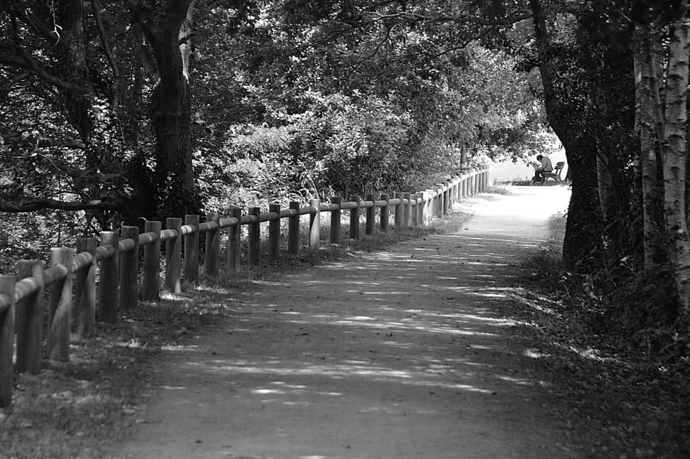 grayscale photo of pathway near trees preview