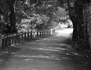 grayscale photo of pathway near trees thumbnail
