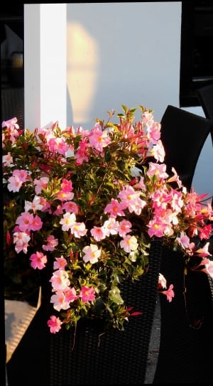 pink-and-white flower in vase near chair during day time thumbnail