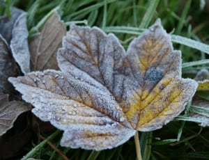 dried leaf with snow thumbnail