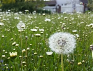 white dandelion field thumbnail