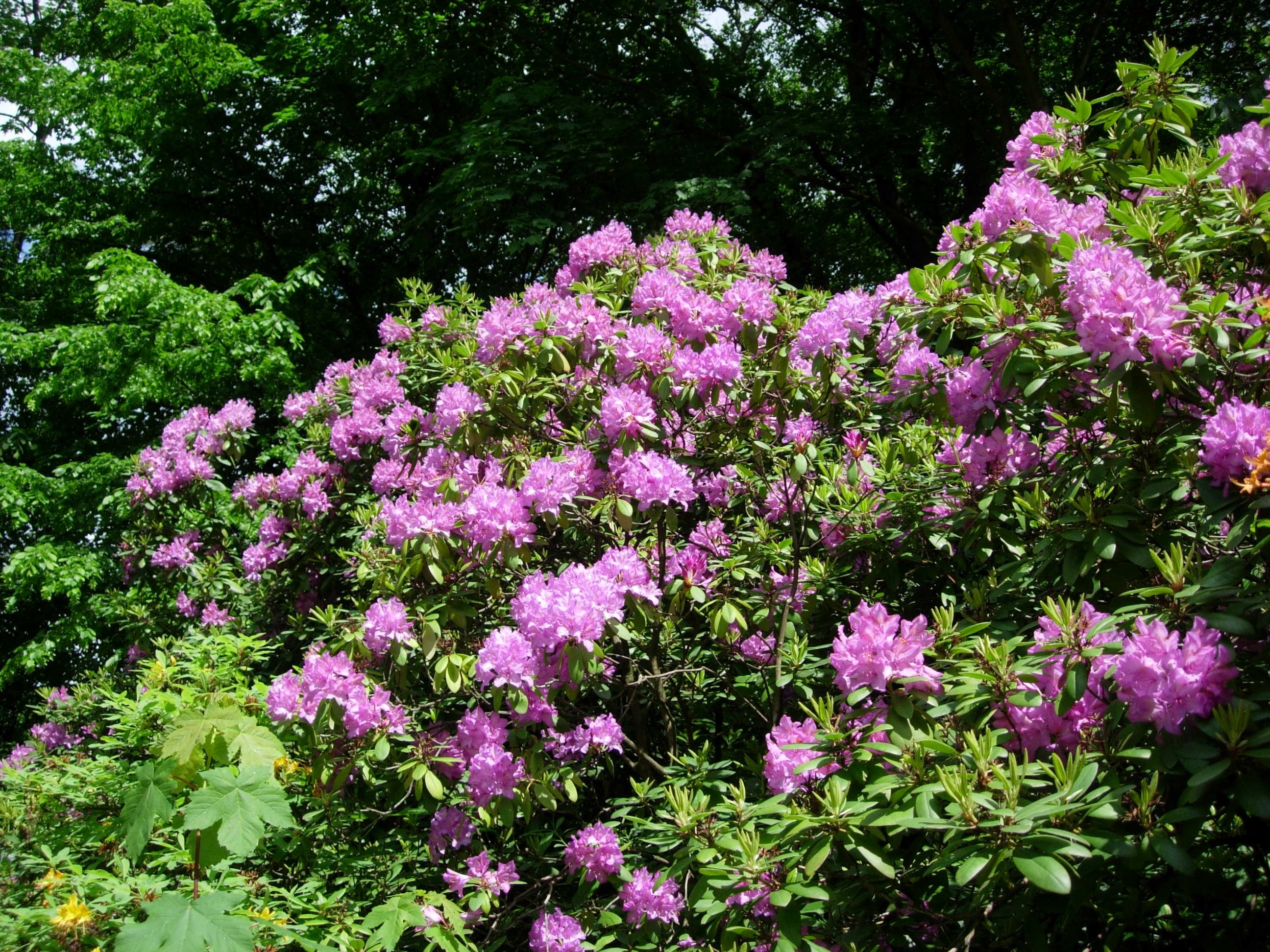 purple outdoor flowers