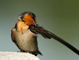 close up photo of black and brown bird thumbnail