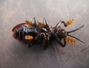 black and brown beetle thumbnail